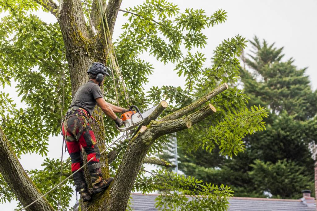 Service élagage : prix, techniques et conseils pour entretenir vos arbres