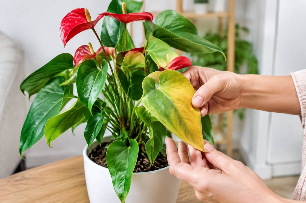Anthurium feuille jaune : causes et solutions pour retrouver une plante en pleine santé